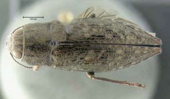 Media type: image;   Entomology 611733 Aspect: habitus dorsal view